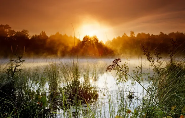 Landscape, fog, lake