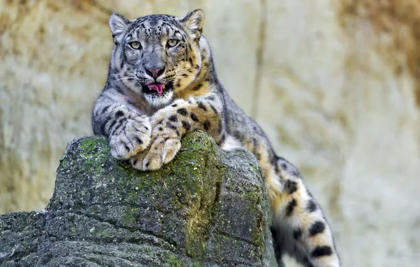 IRBIS, snow leopard, Kameni