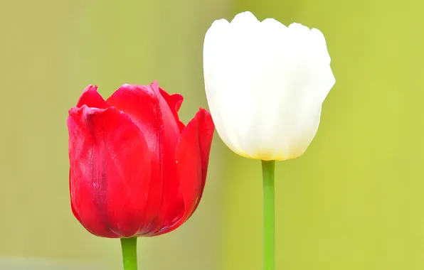 Macro, Tulip, petals, stem, pair