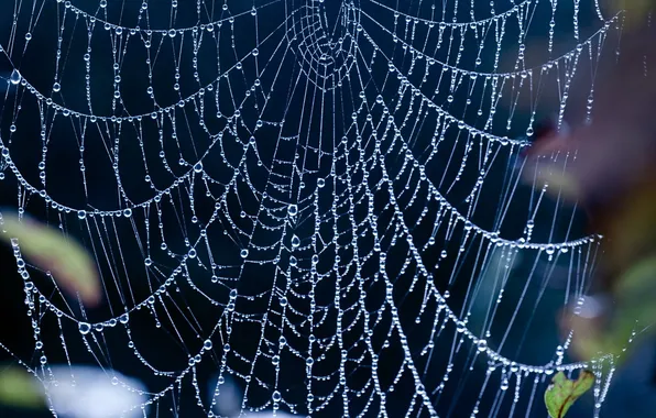 Web, blue, droplets of water