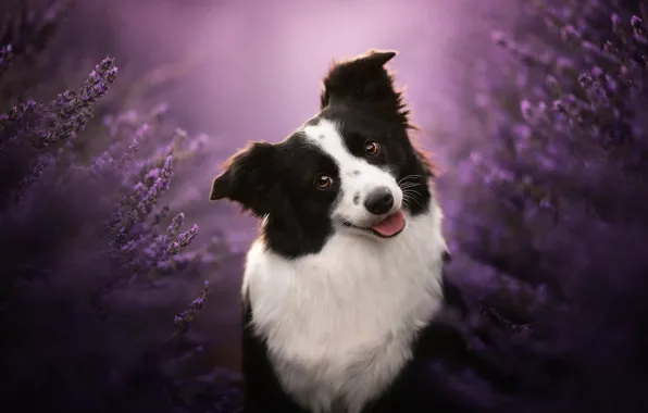 Face, smile, dog, lavender, bokeh, The border collie