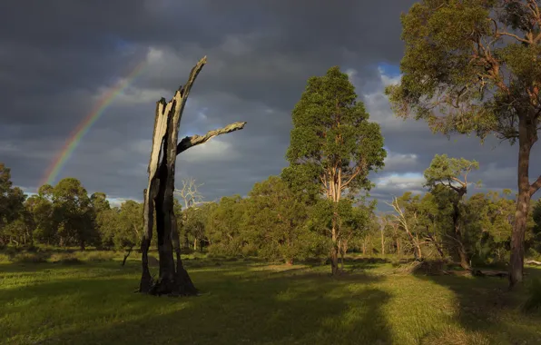 Field, light, trees, clouds, rainbow, snag