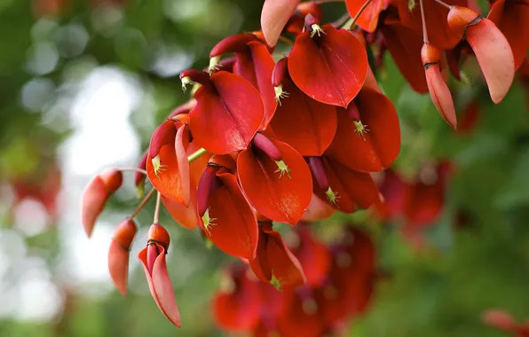 Macro, red, plant, flowering, Erythrina crista-galli