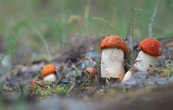 Glade, mushrooms, family, redheads