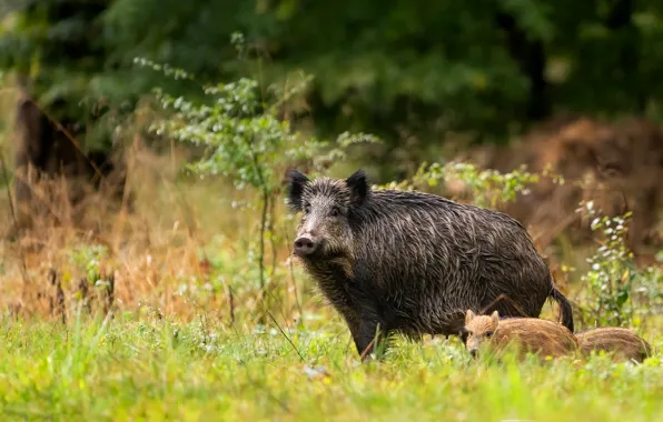 Forest, grass, nature, baby, pair, boar, cub, mom