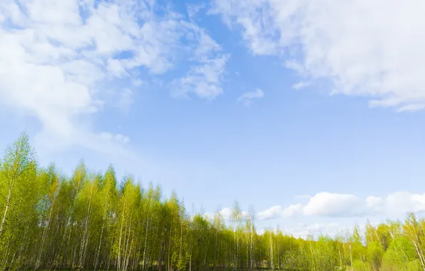 Picture forest, the sky, grass, clouds, trees, nature, Russia, Artem