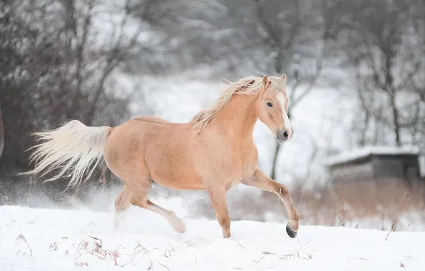 Winter, snow, horse, horse, running, runs