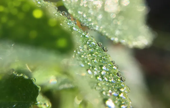 Grass, macro, morning in the forest, dew on the grass