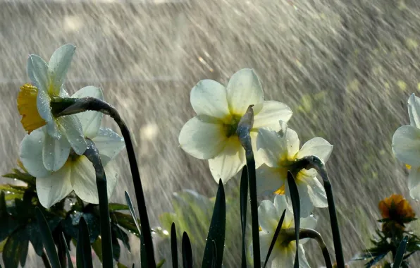 Picture rain, mood, daffodils