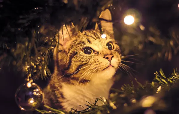 Cat, cat, look, pose, Christmas, New year, tree, face