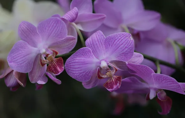 Picture flowers, orchids, flowering, orchids