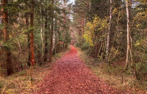 Forest, leaves, trees, trail, Autumn, forest, falling leaves, trees