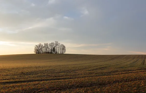 Wallpaper field, the sky, nature for mobile and desktop, section ...