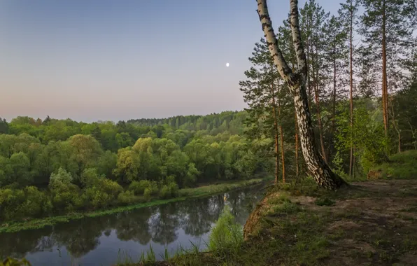 Picture trees, landscape, nature, river, shore, morning, birch, forest