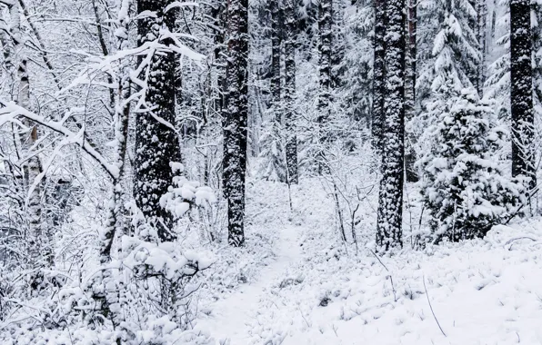 Winter, forest, snow, trees, nature