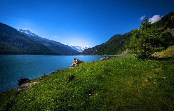 Greens, forest, the sky, grass, trees, mountains, lake, stones