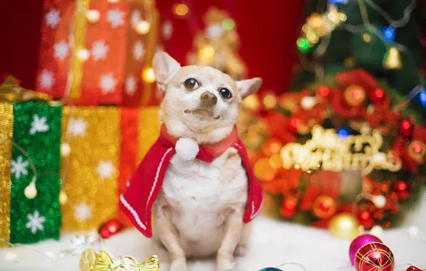 Look, pose, dog, face