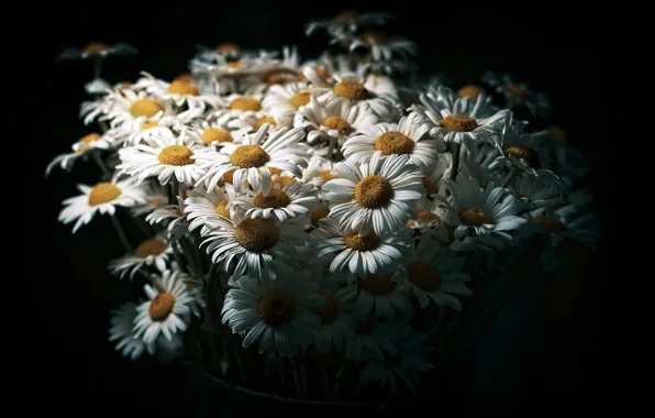 Flowers, background, chamomile