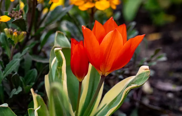 Leaves, flowers, Tulip, spring, garden, tulips, red, flowerbed