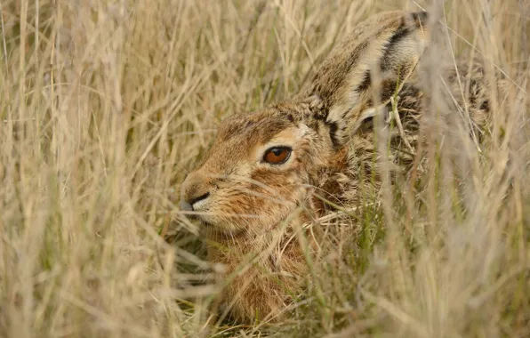 Picture portrait, look, lies, grey, face, field, hare, grass