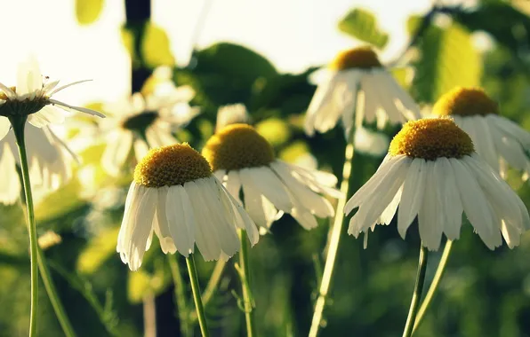 Picture field, flowers, background, widescreen, Wallpaper, chamomile, Daisy, wallpaper
