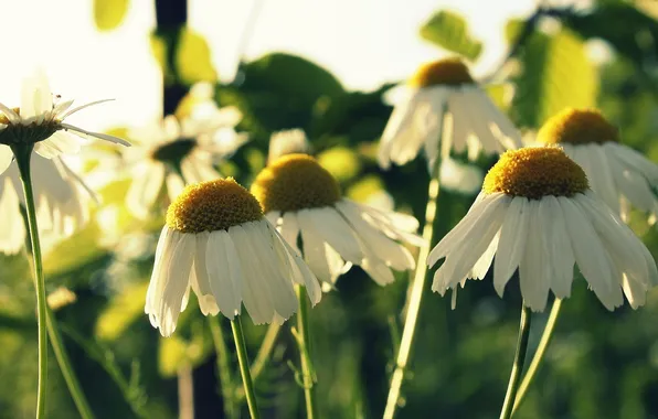 Field, flowers, background, widescreen, Wallpaper, chamomile, Daisy, wallpaper