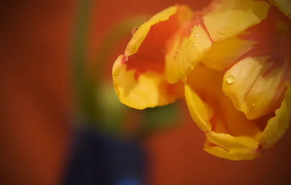 Drops, macro, flowers, Rosa, tulips