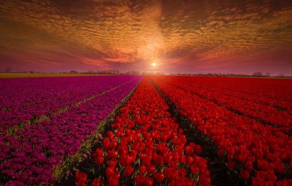Field, the sky, sunset, flowers, nature, tulips, red, buds