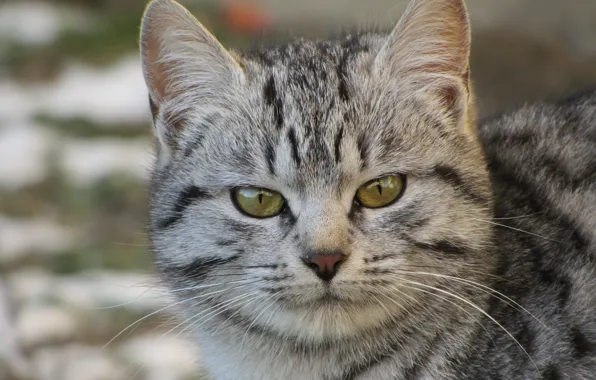 Cat, cat, portrait