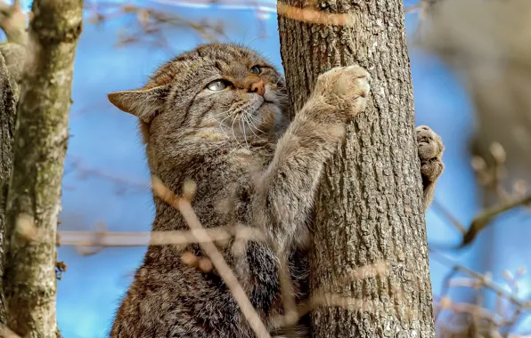 Branches, tree, paws, on the tree, Wild cat, Wildcat