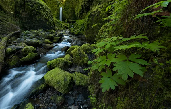 Leaves, stream, stones, waterfall, moss, Oregon, Columbia River Gorge, Mossy Grotto Falls