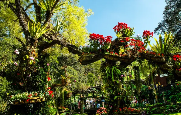 The sky, landscape, flowers, nature, tropics, palm trees, plants, horizon