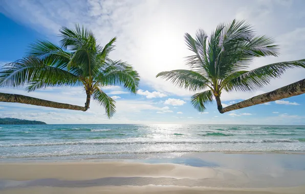 Sand, sea, wave, beach, summer, the sky, palm trees, shore