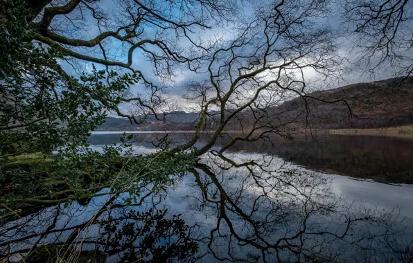 Trees, landscape, mountains, nature, river, beauty, panorama
