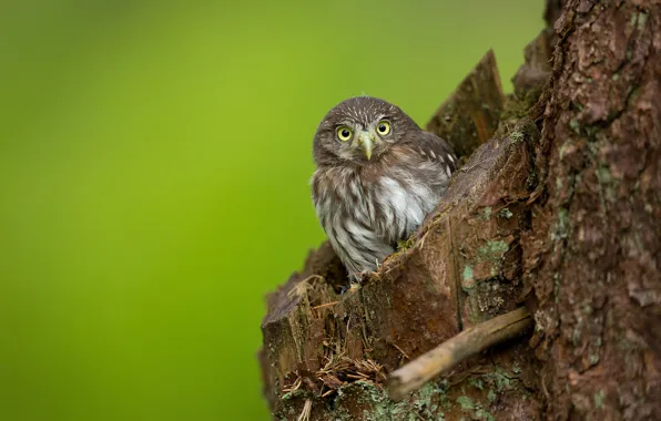 Picture owl, bird, trunk, the hollow, owl