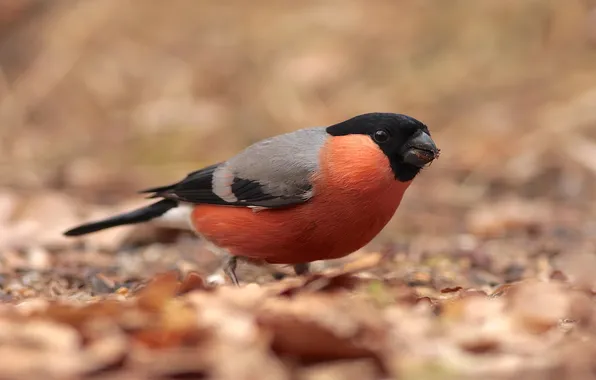 Nature, bird, bullfinch