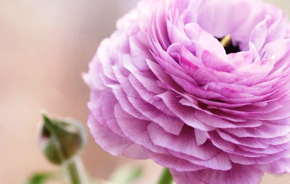 Flower, macro, pink, petals, ranunculus, Buttercup