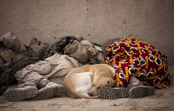 Stay, sleep, dog, soldiers