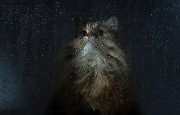 Picture cat, glass, drops