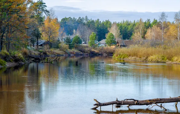Trees, lake, buildings