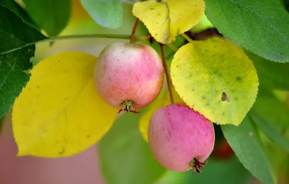 Macro, nature, apples