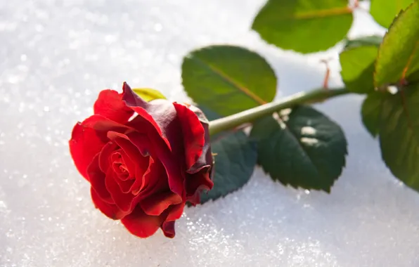 Winter, Rose, Snow, Bud
