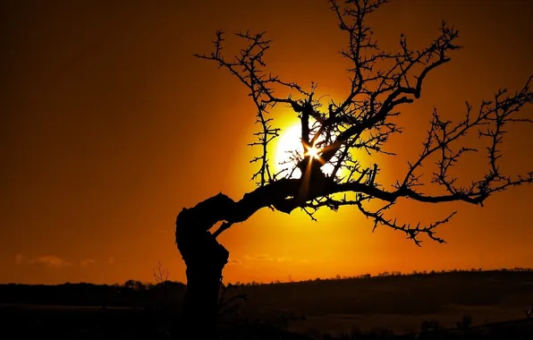 TREE, The SKY, The SUN, SUNSET, BRANCHES, SHADOW, SILHOUETTE, The EVENING