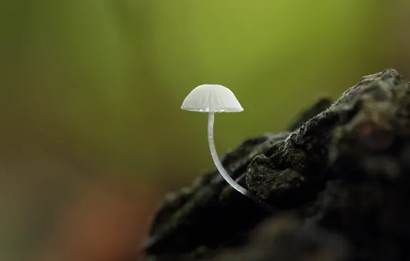 Picture nature, background, mushroom