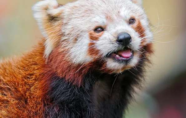 Firefox, red Panda, red panda