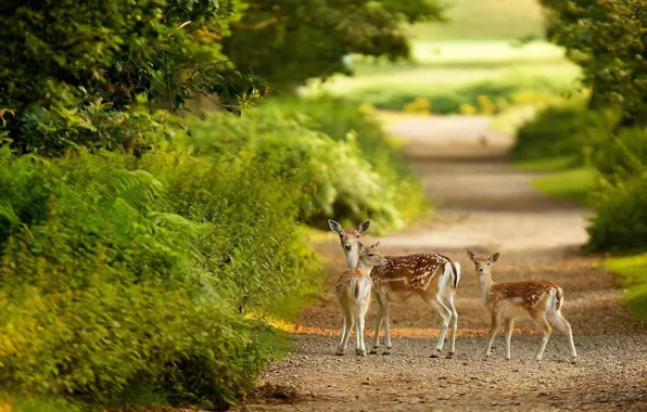 Picture green, forest, animals, nature, bokeh, plants, path, Deer