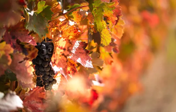 Autumn, light, berries, foliage, grapes, fruit, bokeh, vine