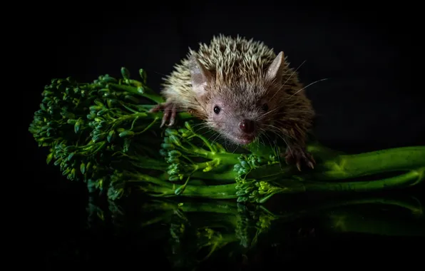 Greens, look, light, sprig, muzzle, hedgehog, black background, hedgehog