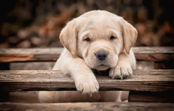 Picture look, Board, legs, dog, baby, puppy, face, Labrador Retriever