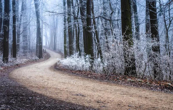 Frost, road, autumn, forest, trees